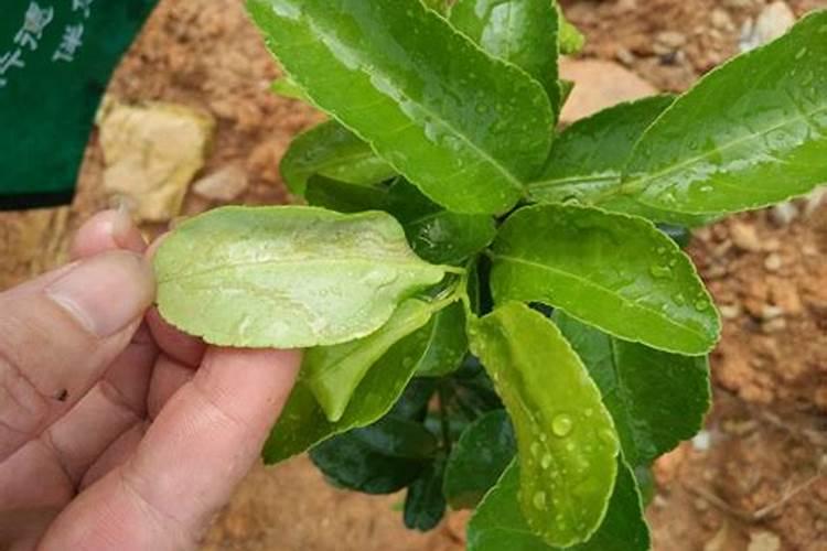 柑橘苗期施什么肥料