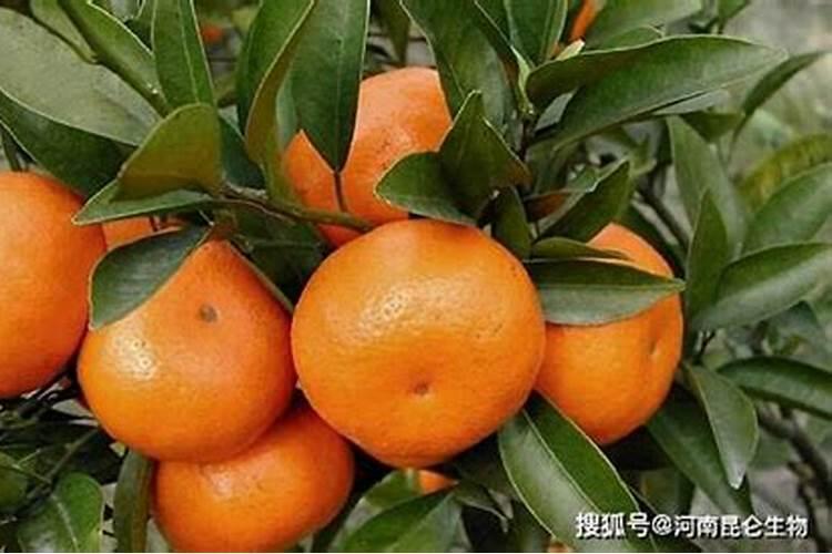 柑橘施肥时间和用量？柑橘叶面肥有哪些？