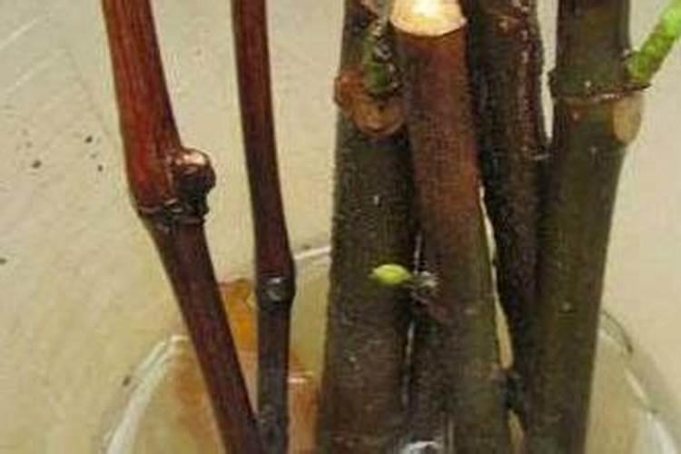 植物生根粉怎么使用？