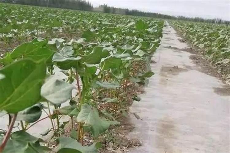 新疆棉花底肥施用用量