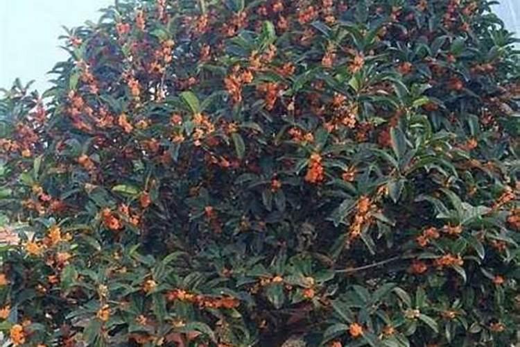 桂花树什么时候施肥