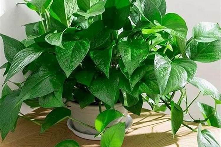 种花种菜买什么肥料