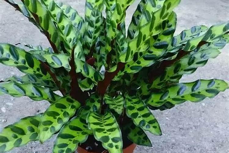 如何给竹芋施肥与浇水？