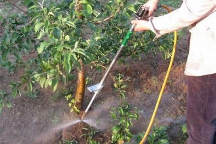 用施肥枪给早熟桃树施肥怎么操作？一般一棵大树用多少水肥？