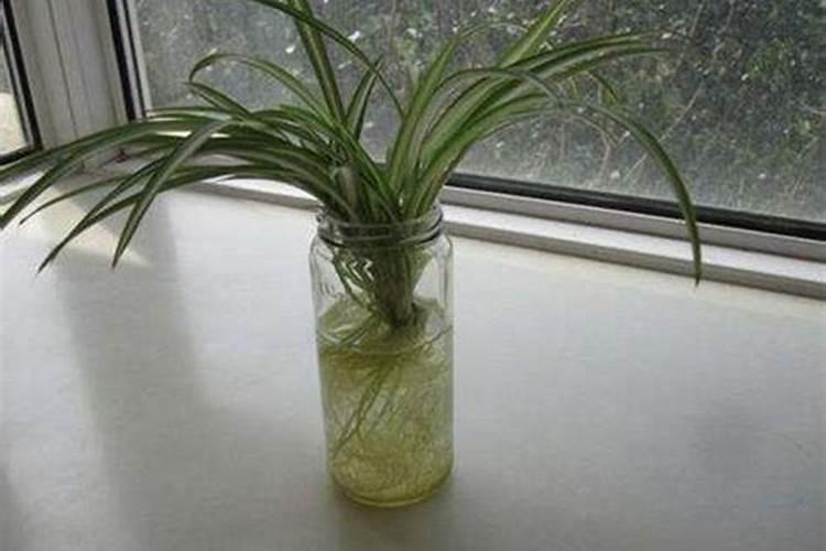 如何让兰花快速生根