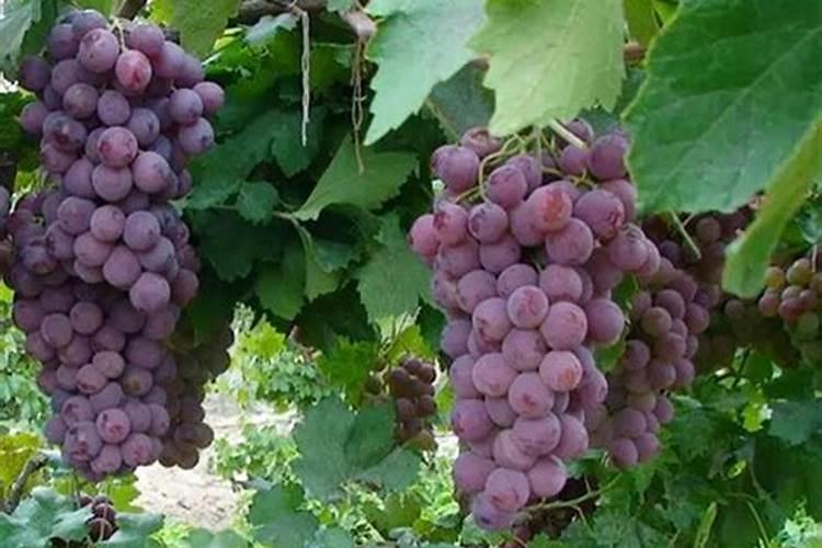 葡萄苗怎么做才能控制出现小年现象？