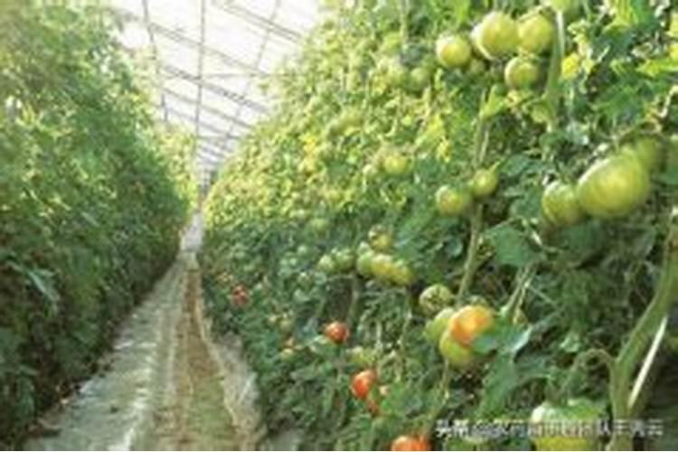 大棚番茄低温缺磷该如何补救