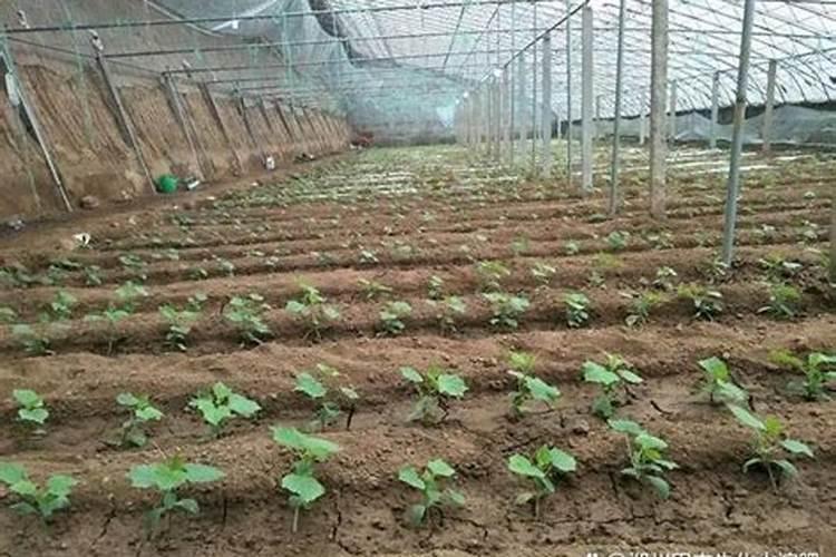 黄瓜苗期用什么肥料,黄瓜生根水溶肥