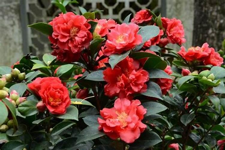 四季茶花掉叶子的补救方法