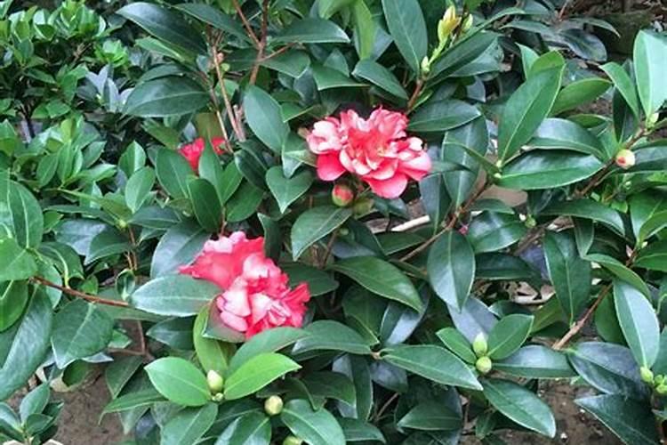 四季杜鹃茶花怕阳光晒吗？