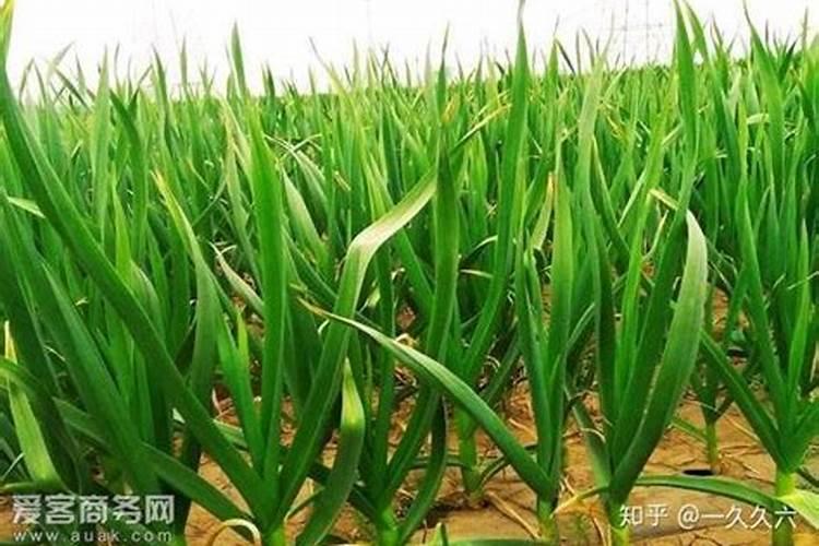 大蒜冲施磷酸二氢钾好吗