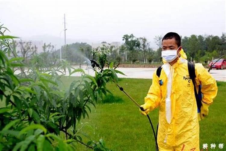 什么草什么木头能烧成草木灰？