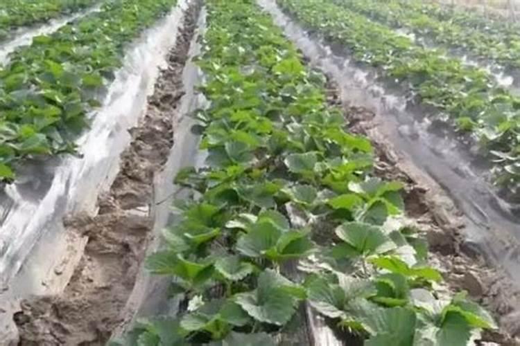 钙肥的缺乏和过量对草莓有什么危害？