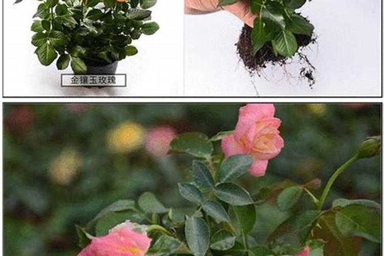 玫瑰一般哪几个月施肥