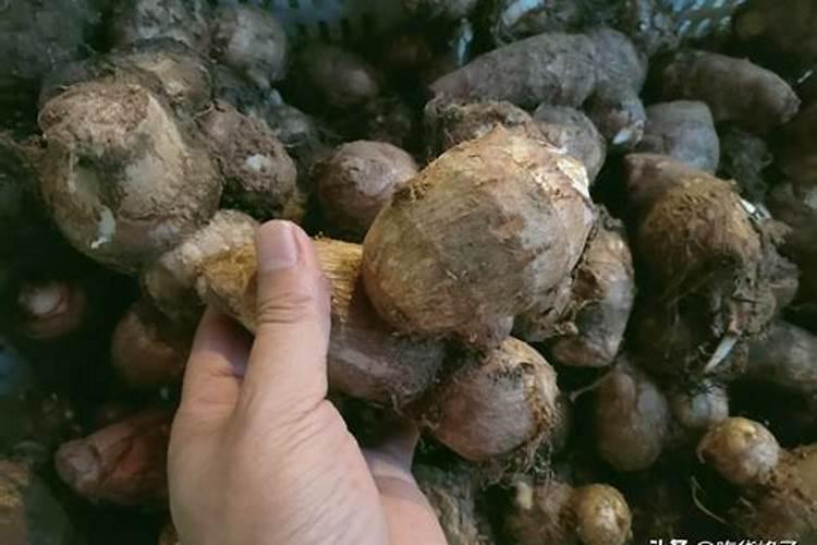 芋头什么时候施肥能高产量(芋头使用肥料名称及施肥时间)