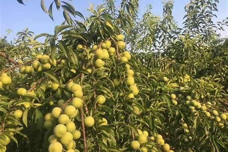 李子树用什么肥料最好,李子树苗施什么肥料比较好