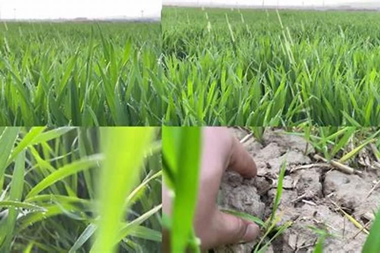 天气持续干旱 如何浇好小麦保命水