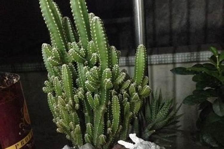 万重山怎么养才能更旺盛