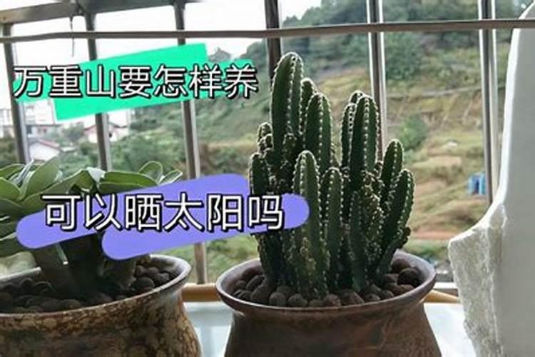 万重山盆栽养殖方法和和注意事项(万重山日常养护小知识)