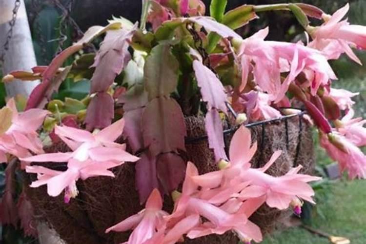 嫁接的蟹爪兰如何养新芽多又壮