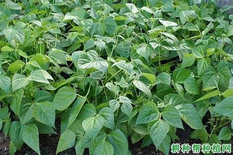 种植四季豆提高产量的施肥技巧有哪些