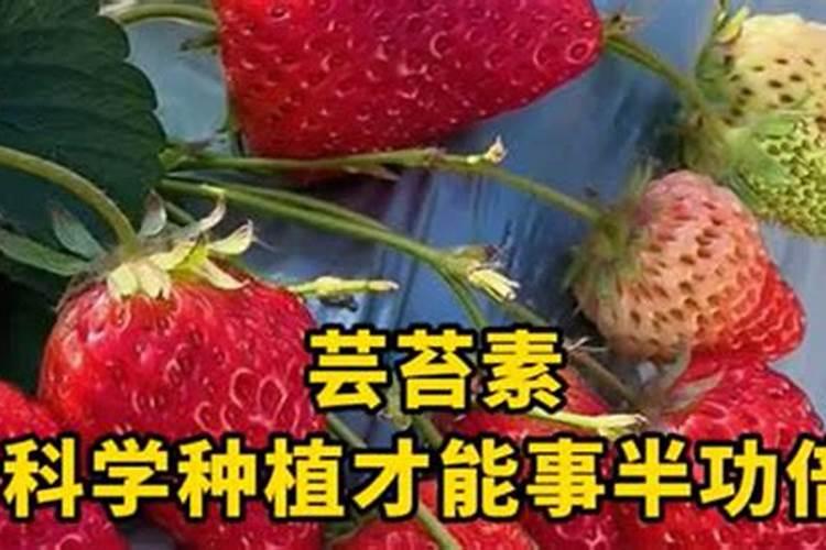 芸苔素内脂在草莓上能用几次？和碧护比哪个比较好