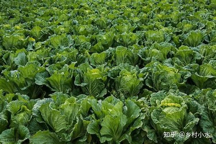 白芨的养殖方法和注意事项