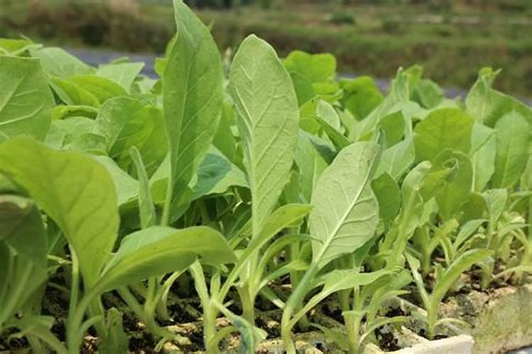 烤烟一次冲施多少肥料？烤烟用叶面肥比较好？烤烟喷施昆仑风