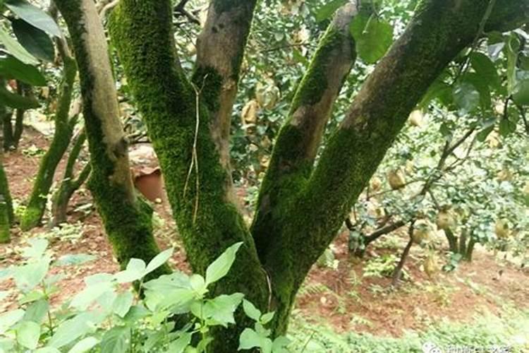 四月柑橘可以撒磷肥吗？