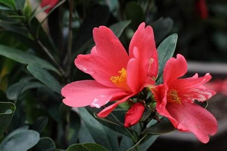 四季茶花的养殖方法和注意事项