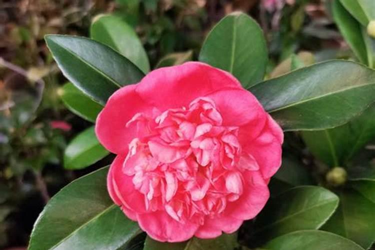 四季茶花用什么肥料好