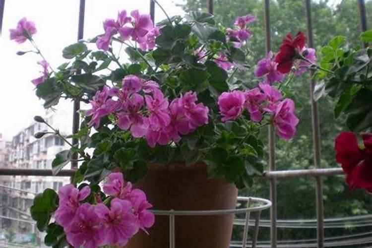 天竺葵冬天怎么养