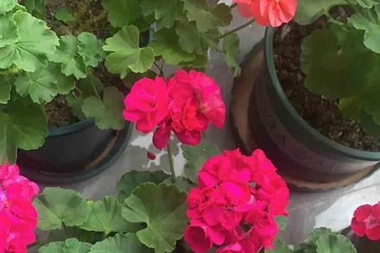 天竺葵的叶子上可以喷尿素吗？