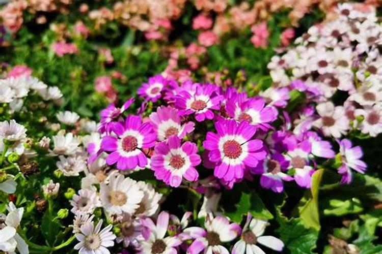 所有矿石价格排行榜