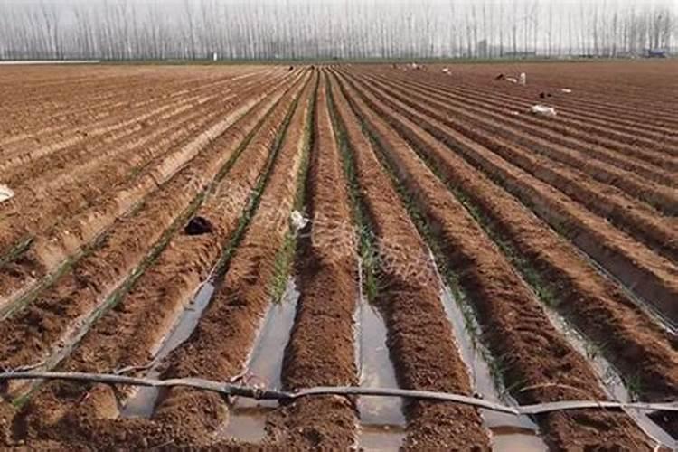 八月中旬大葱施什么肥好