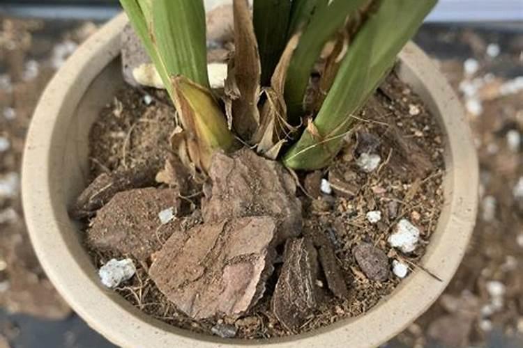 磷肥有哪些 花卉