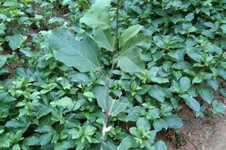 百香果能用磷酸二氢钾喷吗