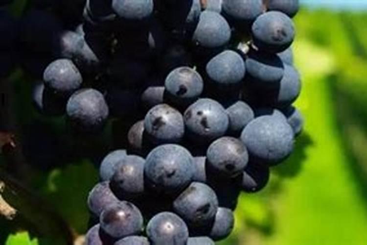 乙烯利用多了葡萄落果怎么办？