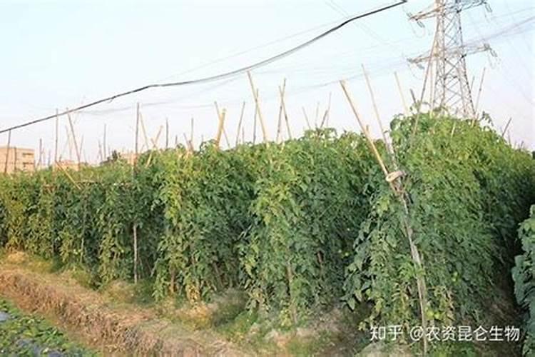 西红柿空心果怎么办？使用什么水溶肥比较好