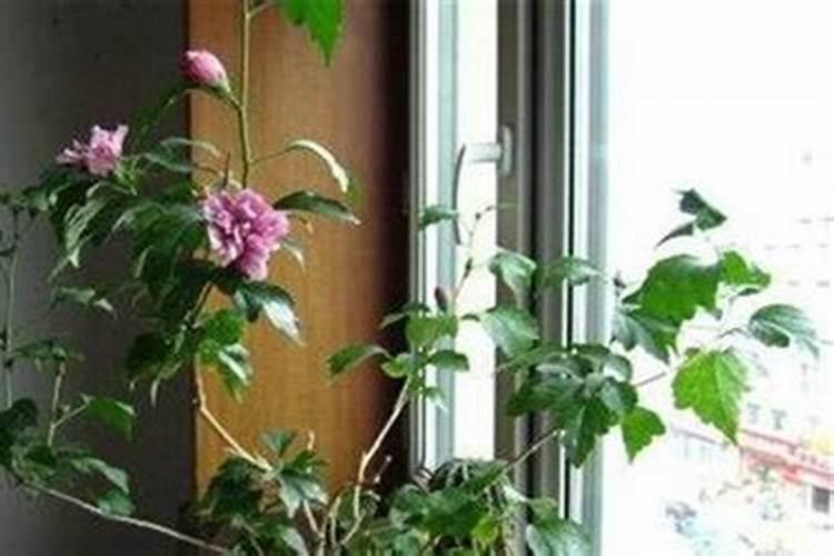 选择什么样的肥料可以让家庭养花更好？