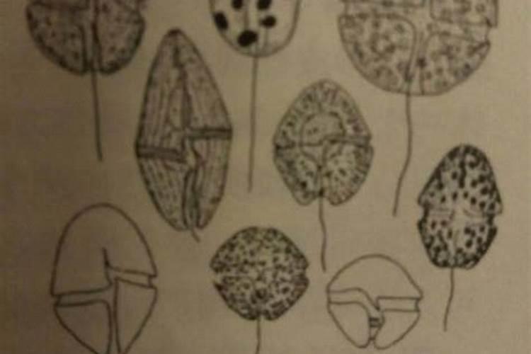 虾塘水变红色怎么处理