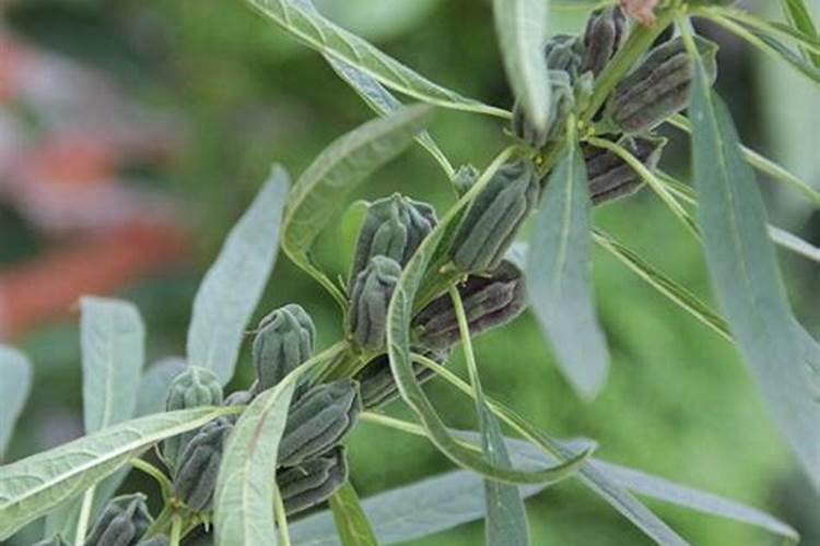 芝麻用什么肥料抪种 m.1988.tv