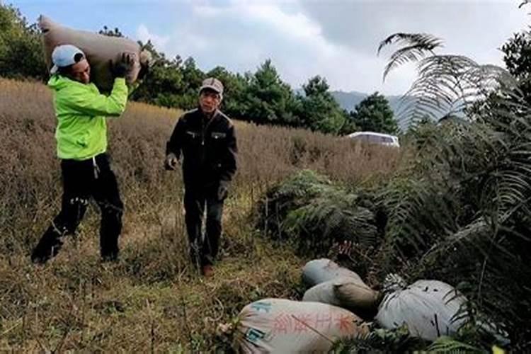 兰花盆下面的孔里有白色凝结物咋回事？