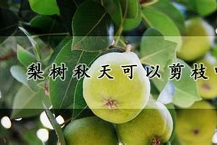 月季入秋养护知识秋季修剪现在开始