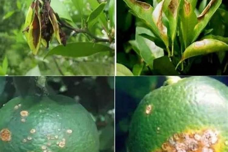 李子树剪枝最佳施肥时间请问:李子树秋梢如何修剪？