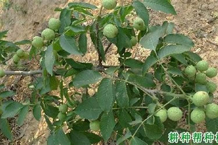 核桃树什么时间秋施肥？