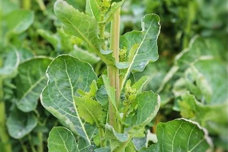 油菜喷施硼肥最佳时期