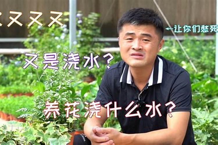 春包菜什么时候种植