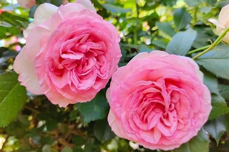 粉龙月季怎么养好