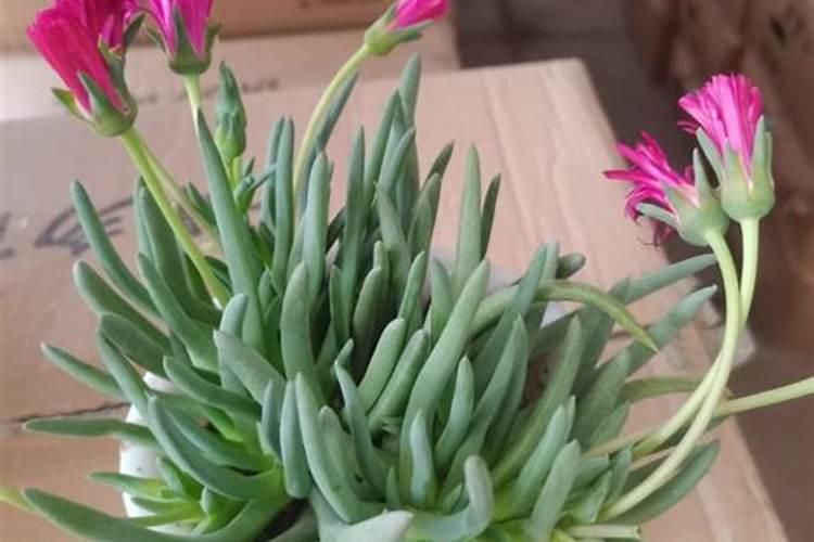 粉龙月季怎么养殖方法